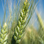 AAC Schrader Canada Western Amber Durum