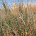 AAC Succeed VB Canada Western Amber Durum