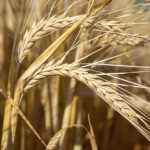 AAC Synergy 2-Row Malt Barley