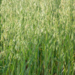 CDC_Minstrel Milling Oats