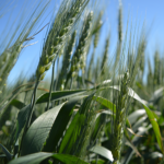 CDC Silas Canada Western Red Spring