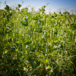 DL Delicious Forage Peas