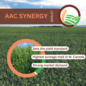 AAC Synergy FP Genetics 2 row malt bartley