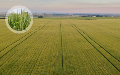 When the Right Variety Choices Matter Part 1 – Wheat /Durum