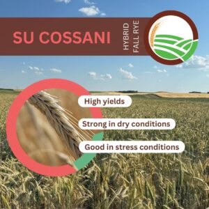 SU Cossani Hybrid Fall Rye