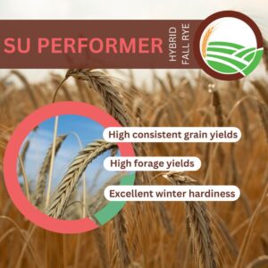 SU Performer Hybrid Fall Rye 