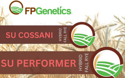 Embarking on a New Era: Hybrid Fall Rye, Now Closer Than Ever