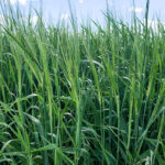 Sirish 2-Row Feed Barley