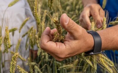 Commitment to the Future of Canadian Agriculture – Strategic Selection