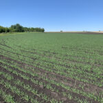 Torbellino Feed Barley